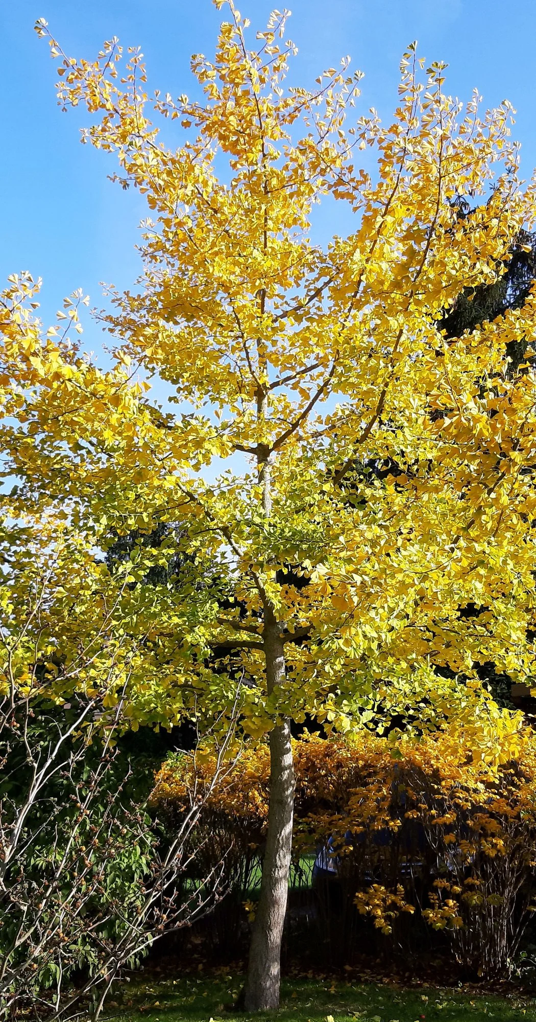Ginko im Herbstkleid.webp