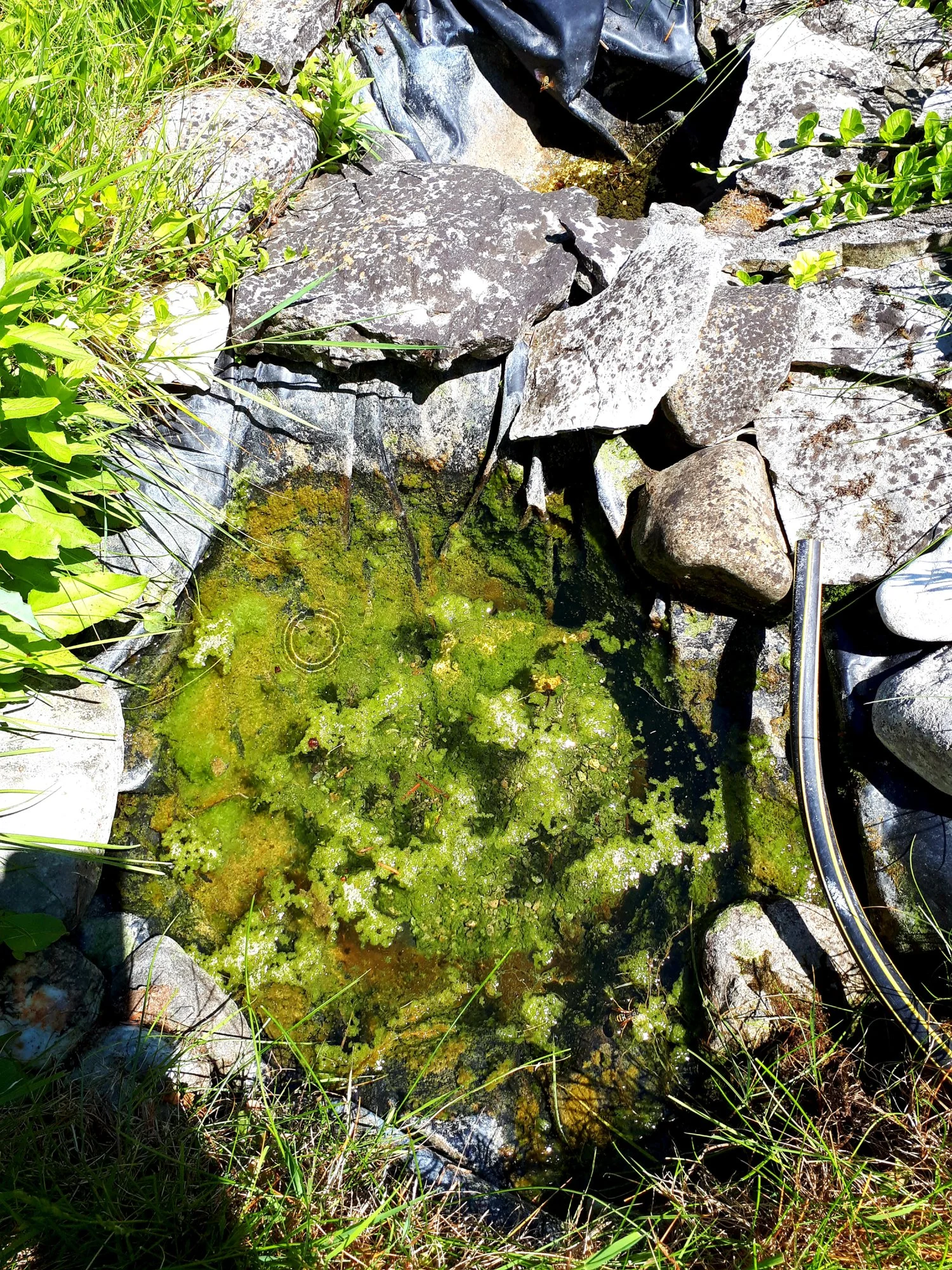 seltsamer Glibber in Wasserbecken