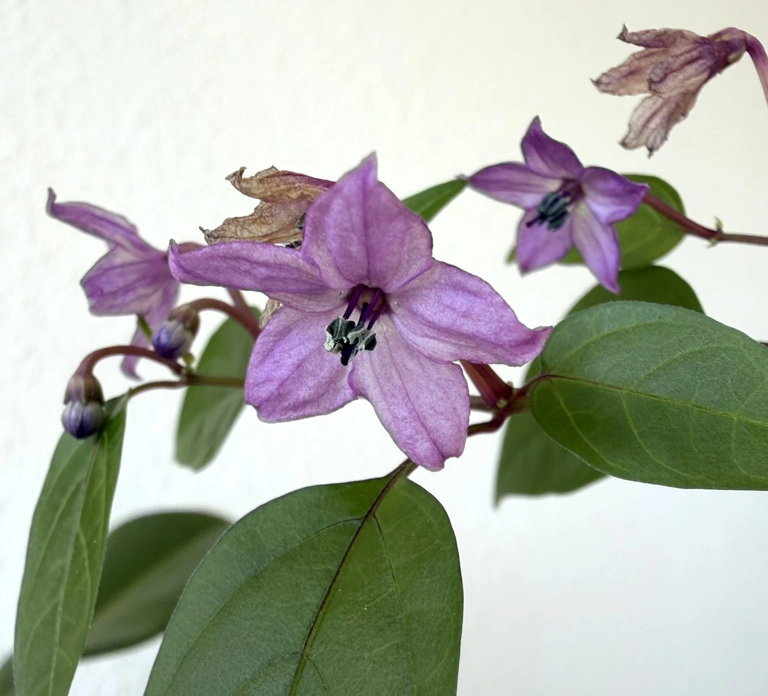 Gojiblüte.webp