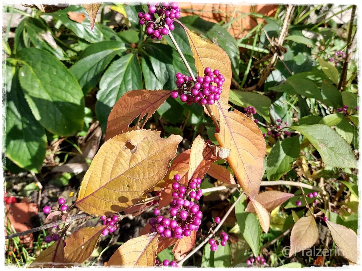 Goldenes Oktoberleuchten 1.webp