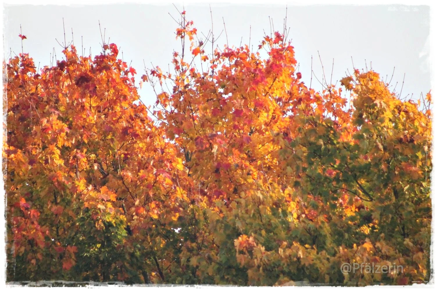 Goldenes Oktoberleuchten 5.webp