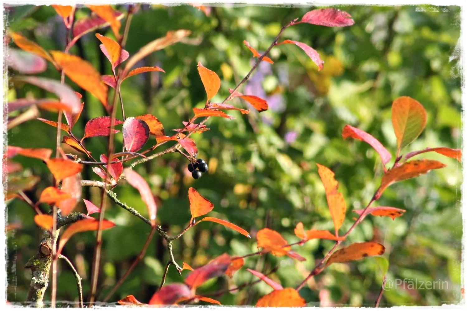 Goldenes Oktoberleuchten 8.webp