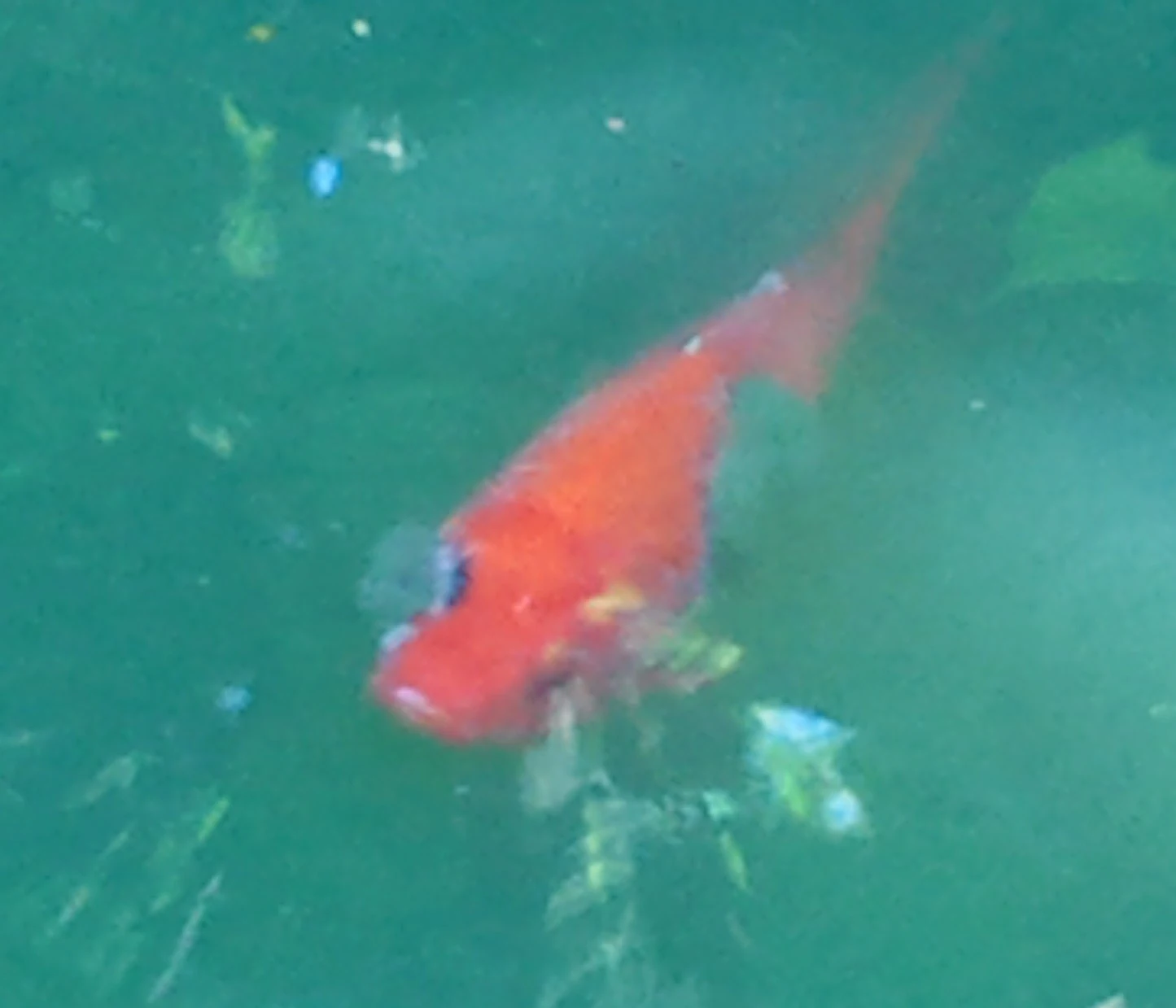 Mein Goldfisch ist krank was kann ich tun?