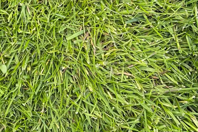 Grantlhaua hellgr Gras Ausschnitt.webp