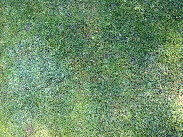 falsches Gras im Rasen hilfe