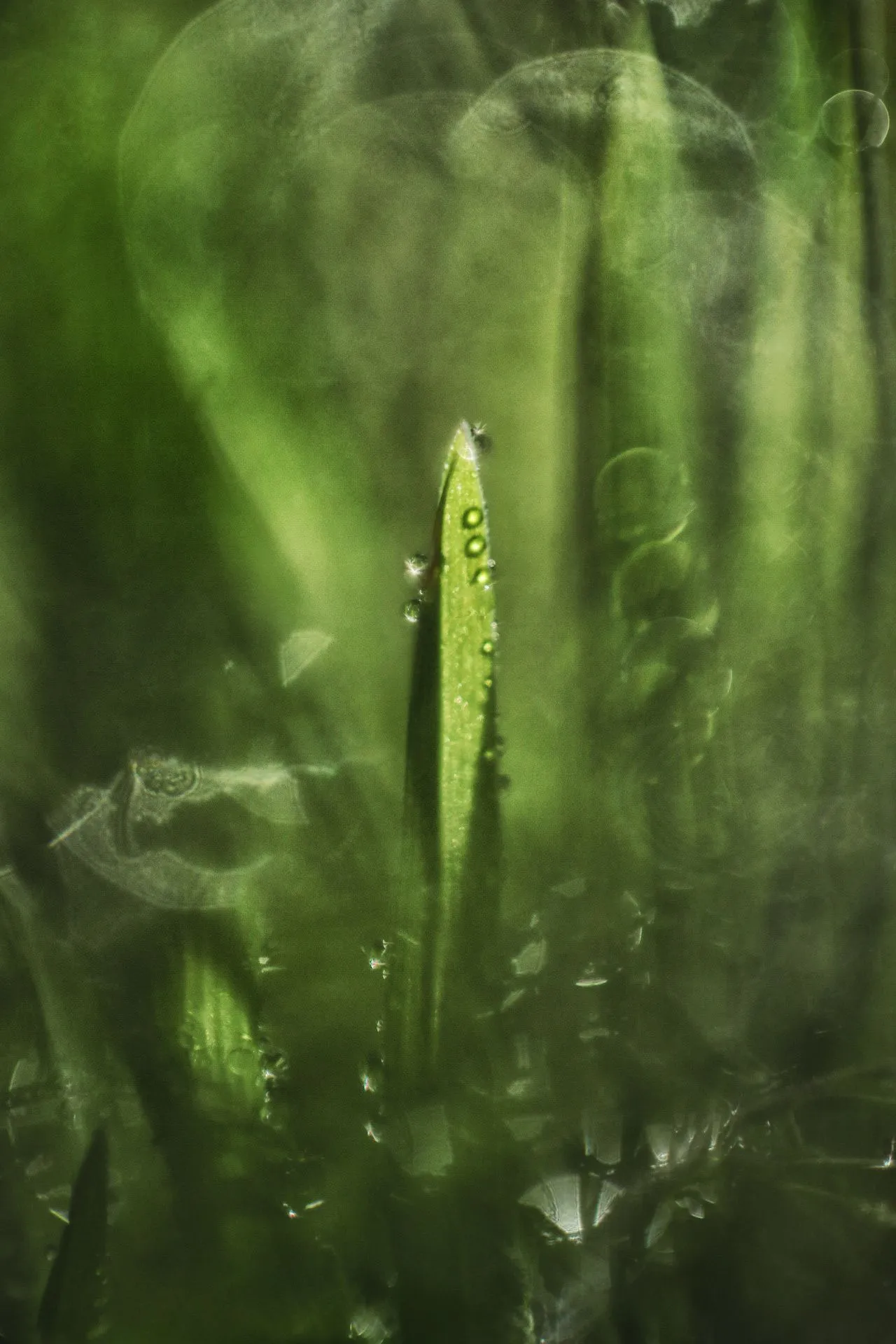 Gras02.webp