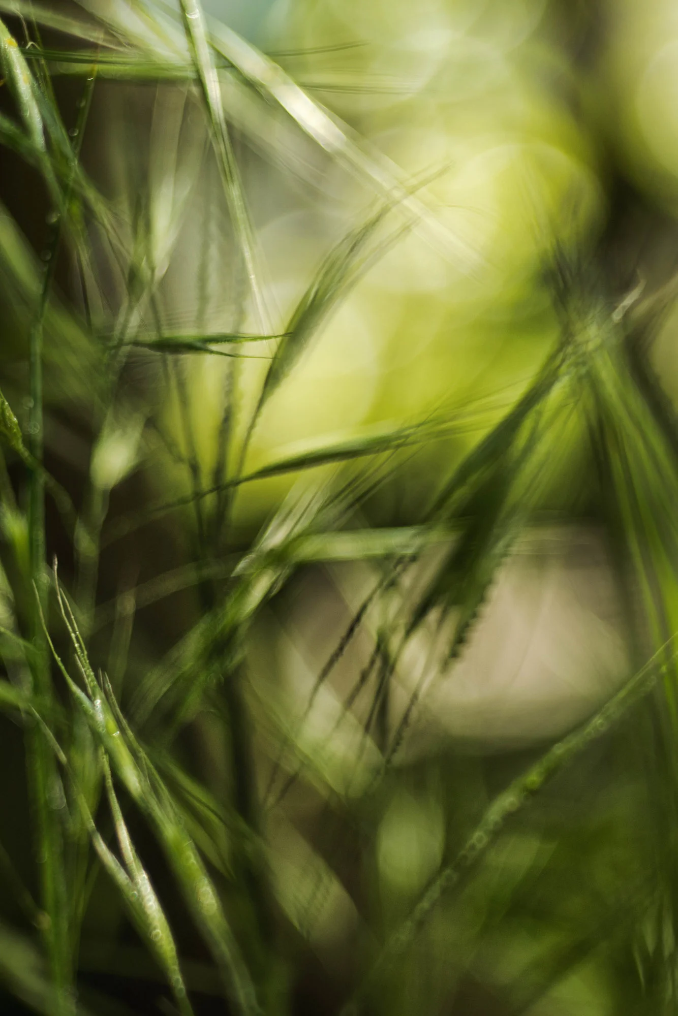 Gras10.webp
