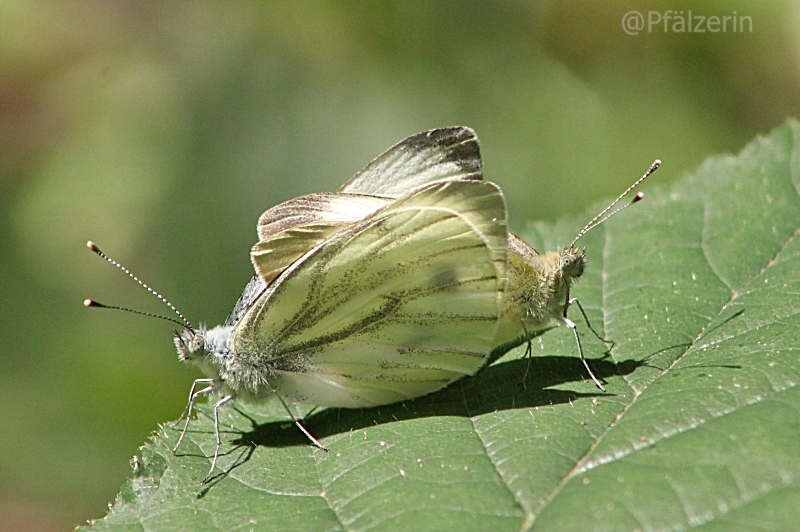 Grünader-Weißling - Pieris napi 7.webp