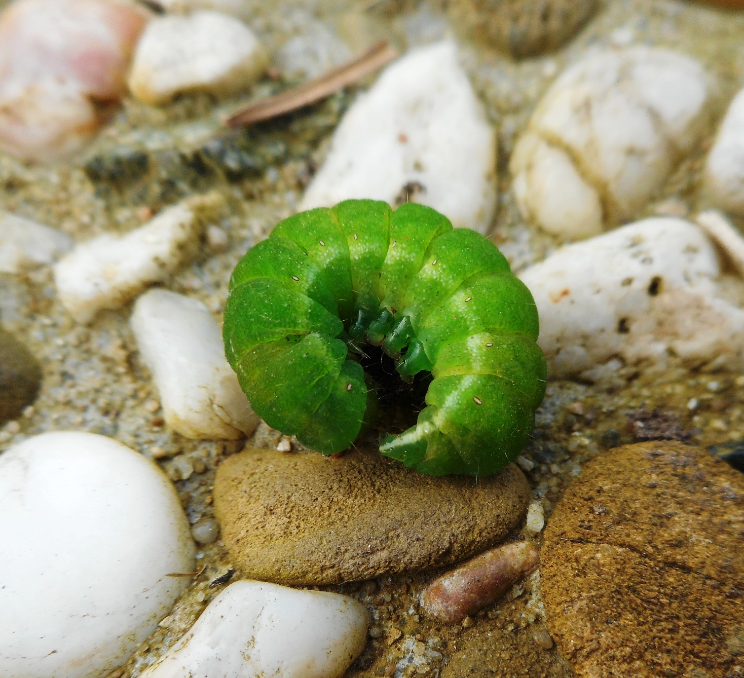 Grüne Raupe 1.jpg