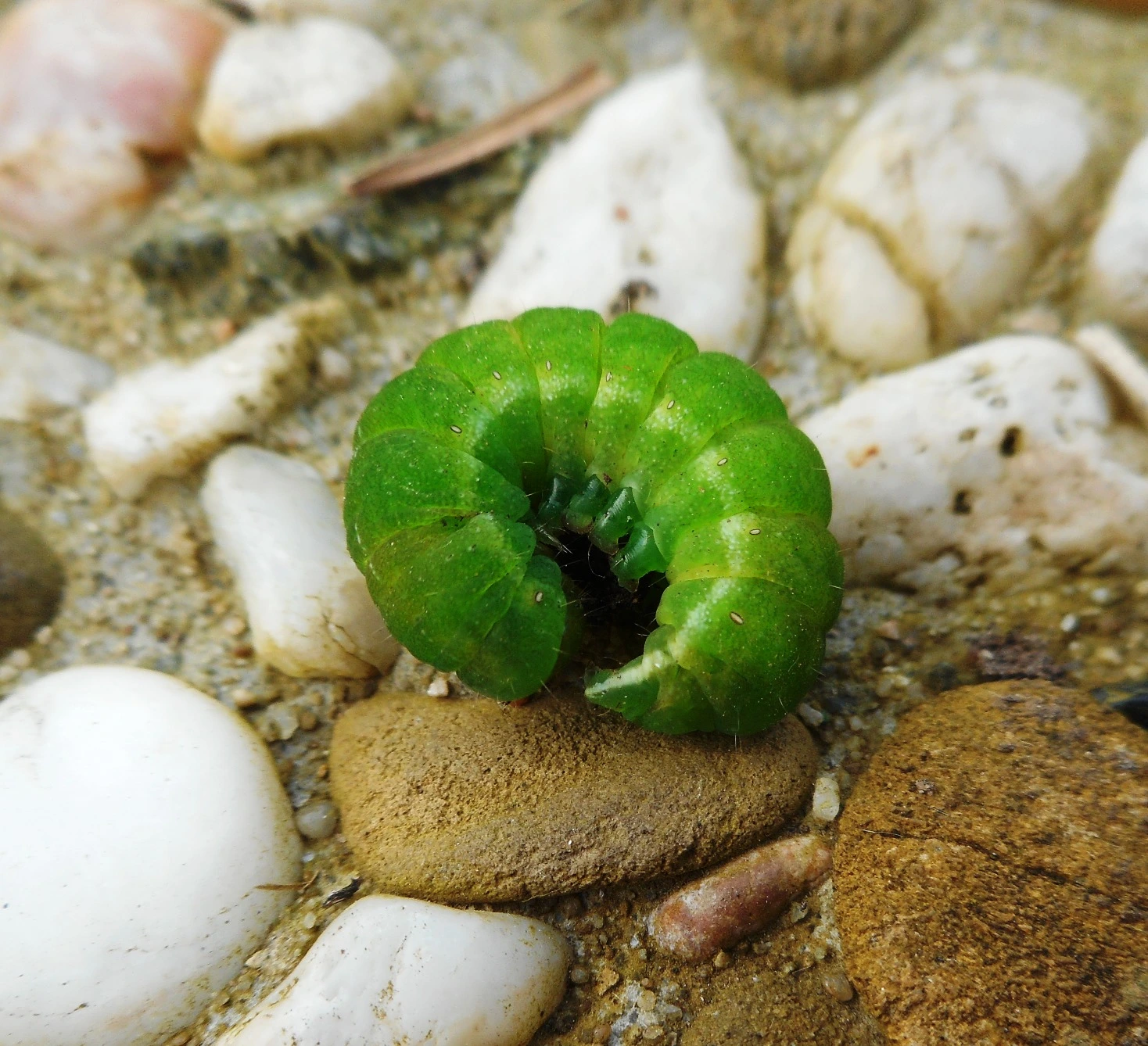 Grüne Raupe 1.webp