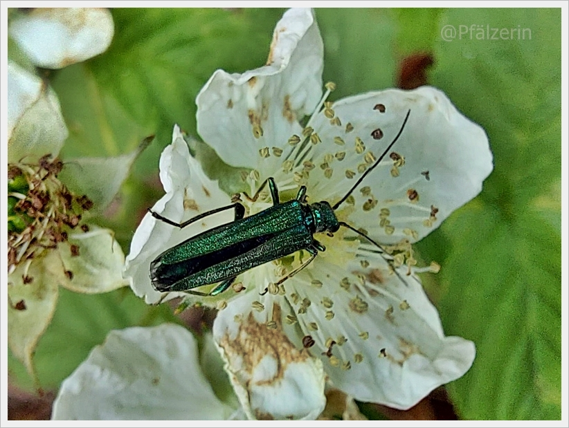 Grüner Scheinbockkäfer - Oedemera nobilis.webp