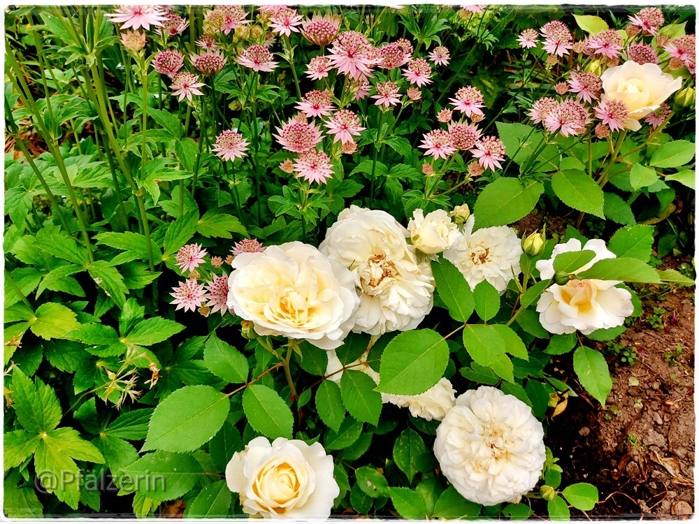 Gruß an Aachen und Astrantien.webp