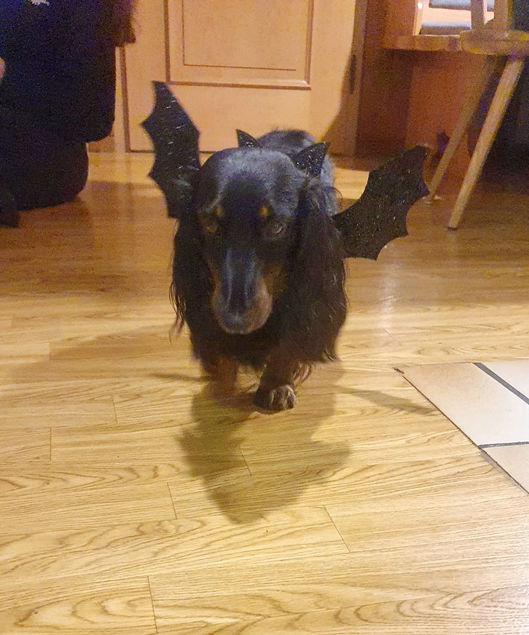 HalloweenHund.webp