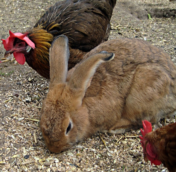 hase hühner.webp