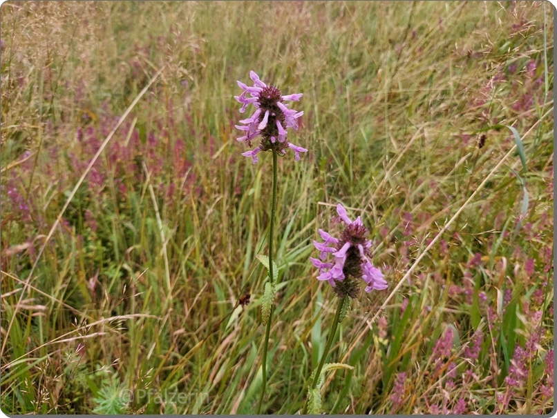 Heil-Ziest - Betonica officinalis.webp