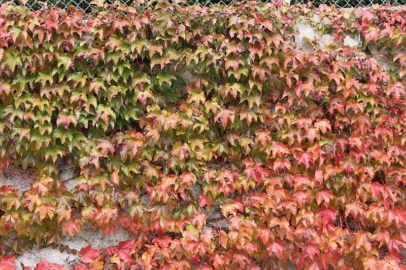 Herbst.webp
