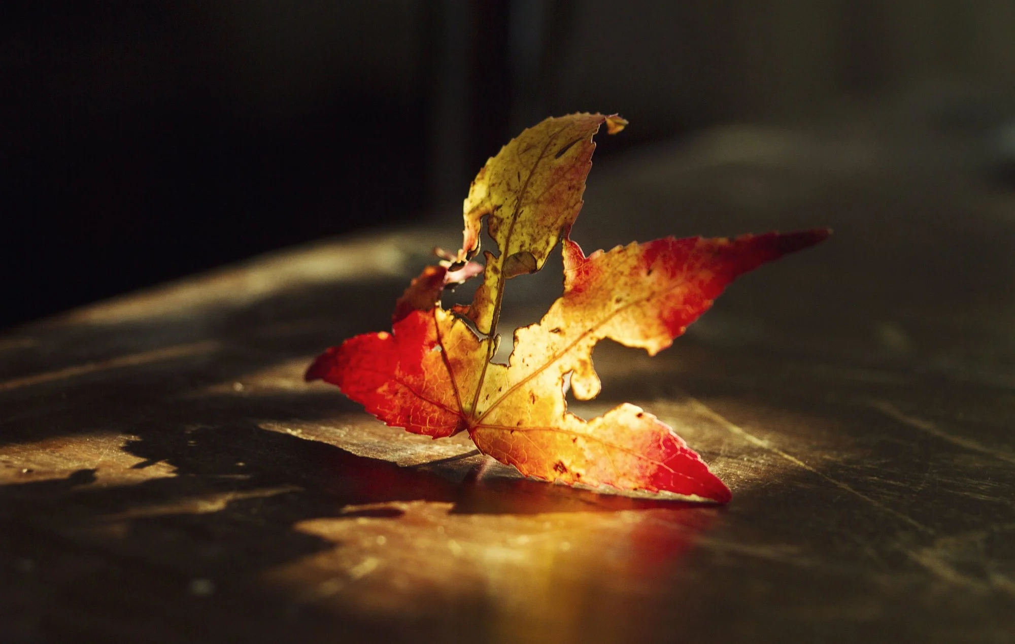 Herbst01.webp