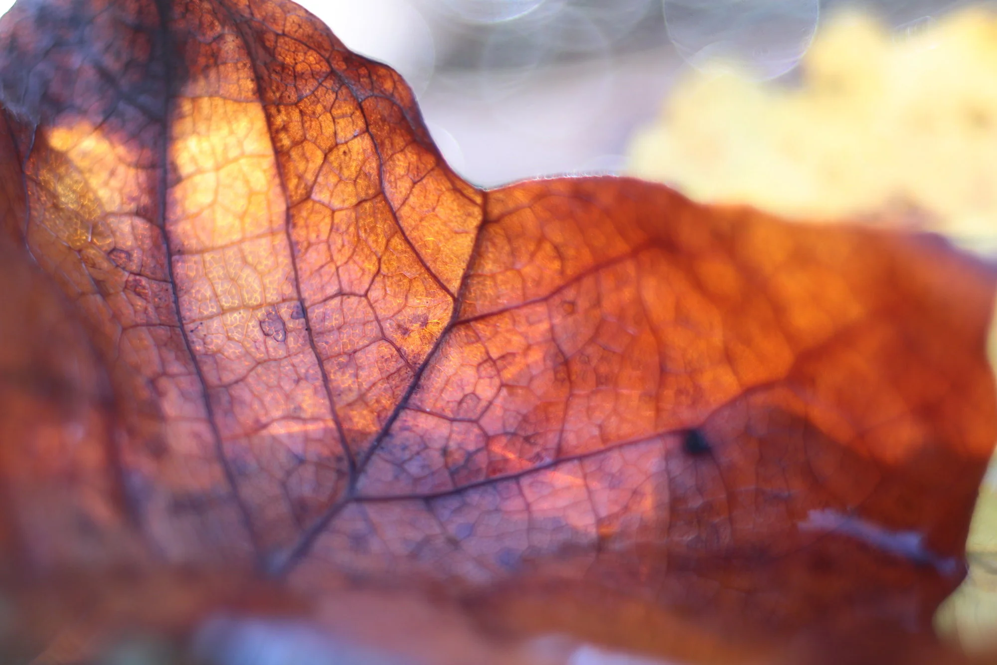 Herbst04.webp