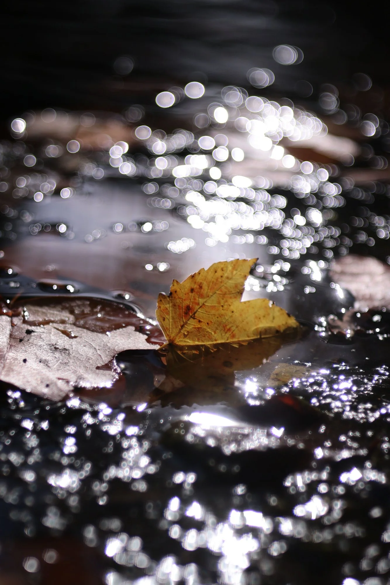 Herbst05.webp