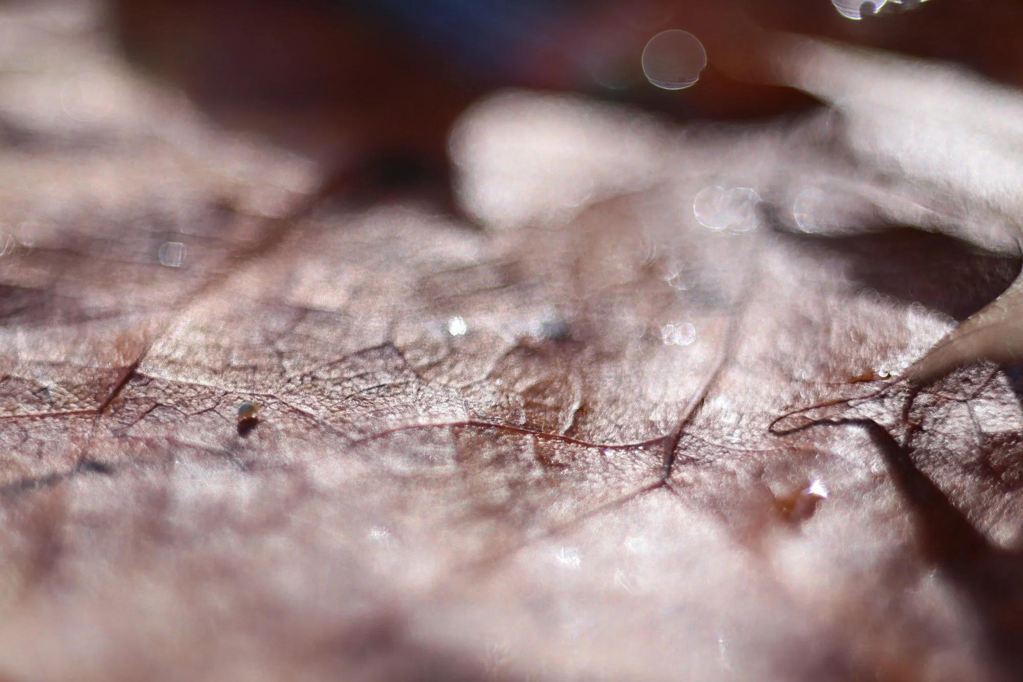 Herbst06.webp