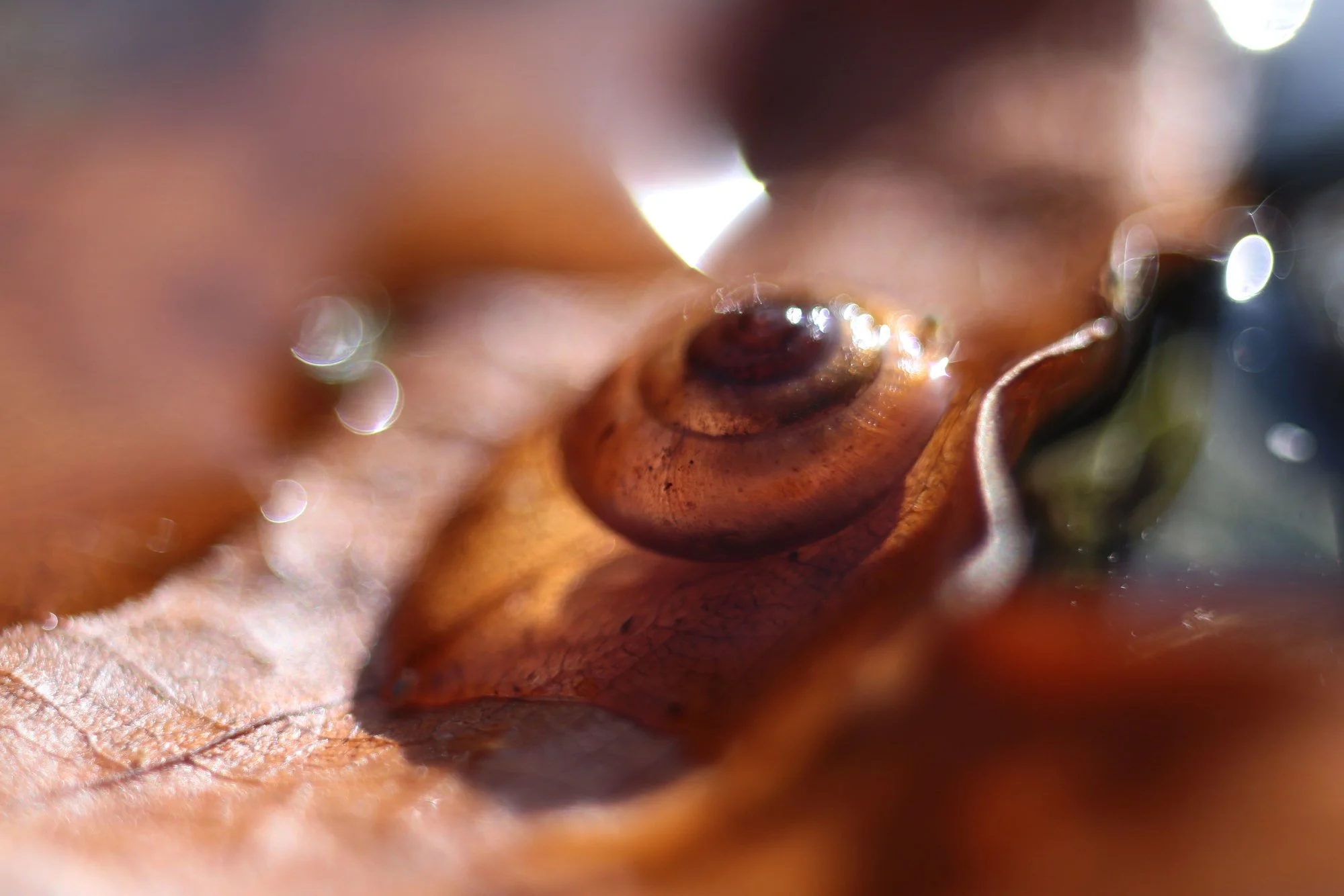 Herbst14.webp