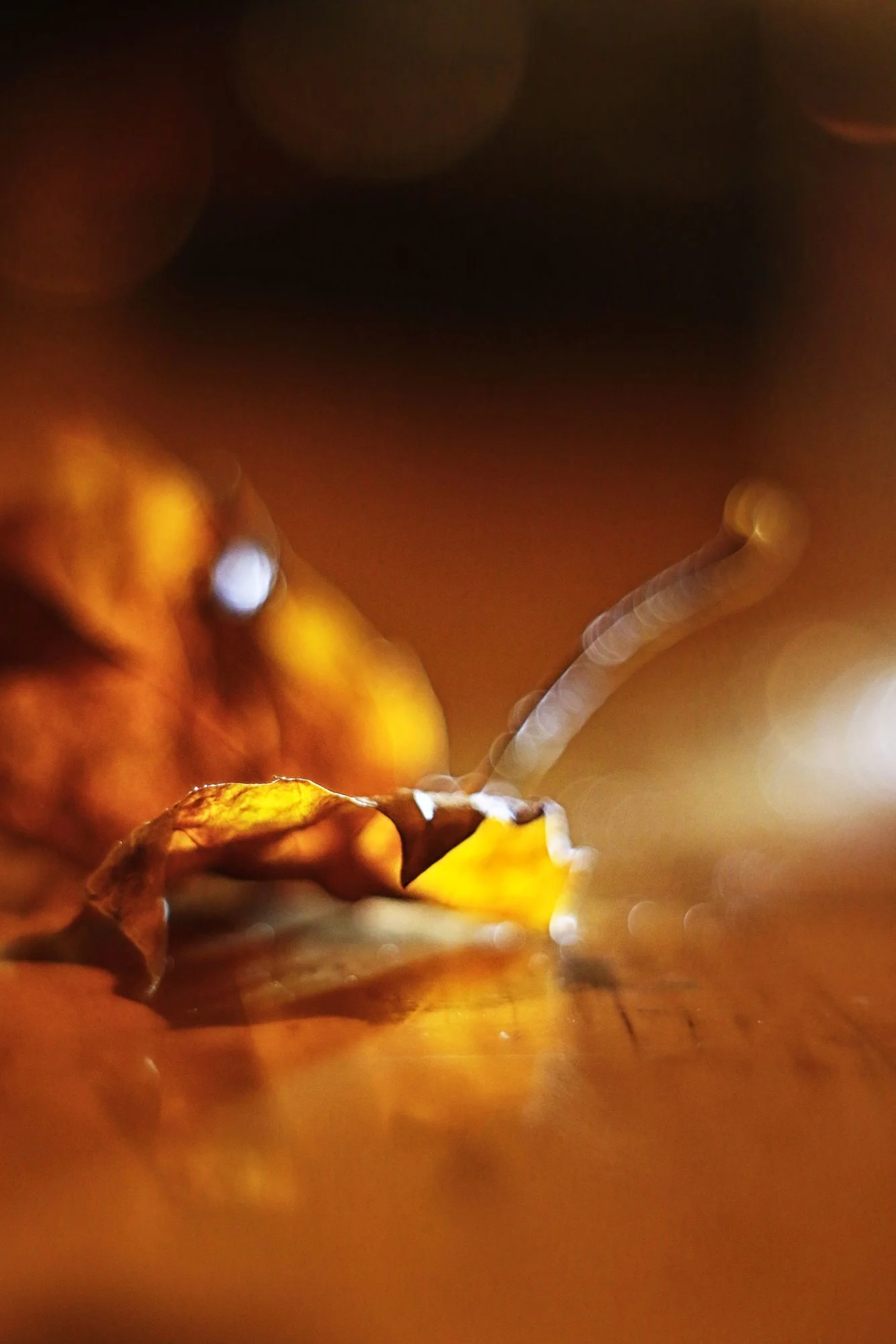 Herbst66.JPG