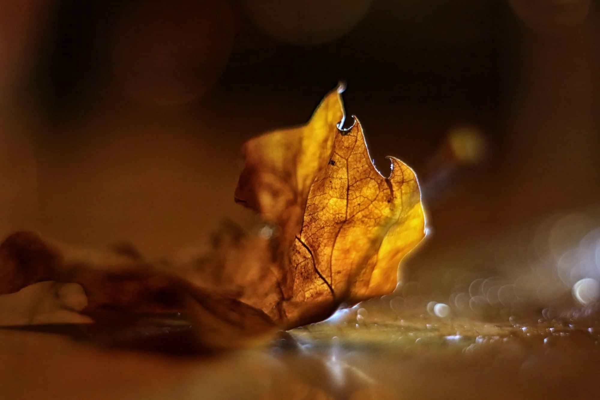 Herbst67.JPG