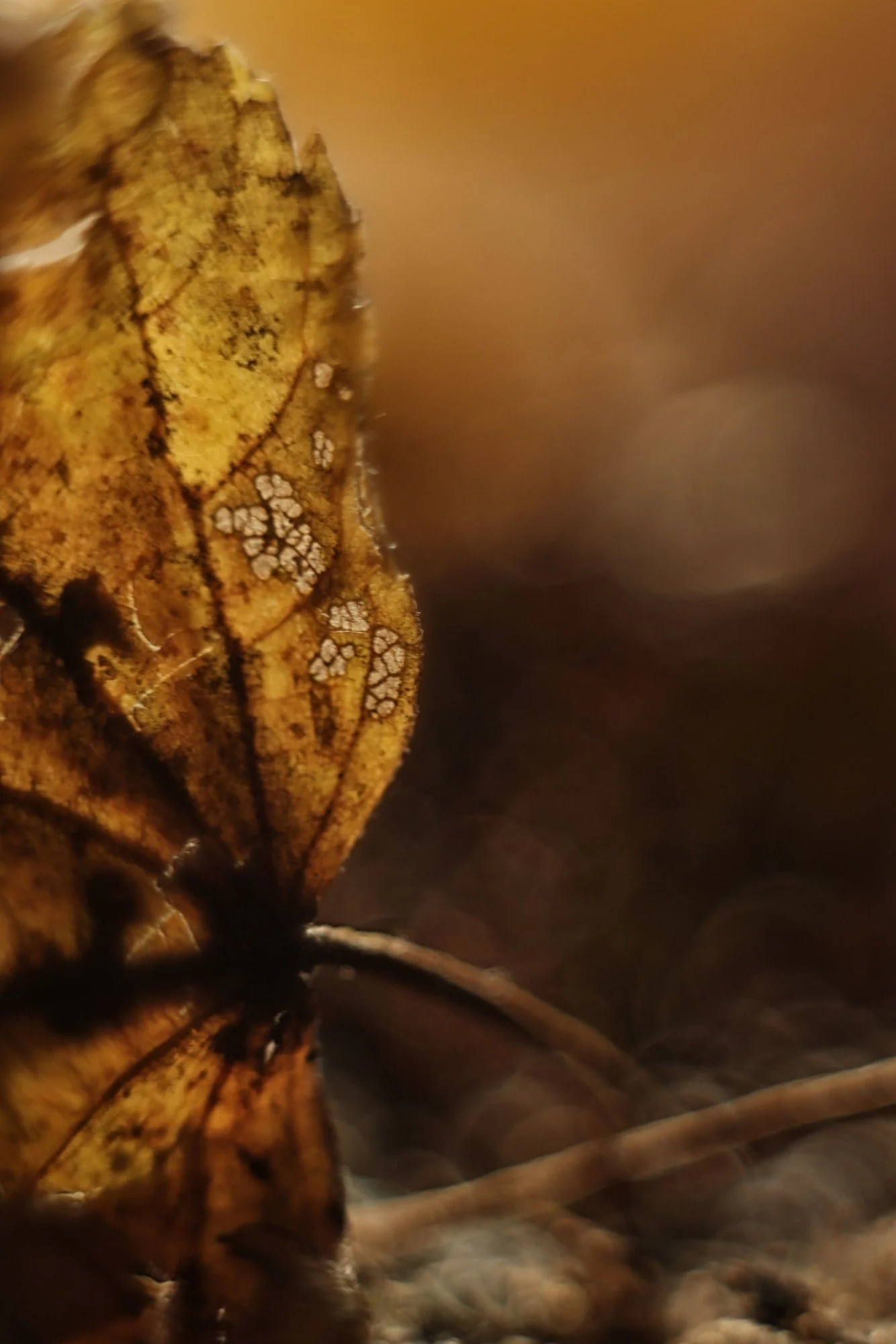 Herbst70.webp