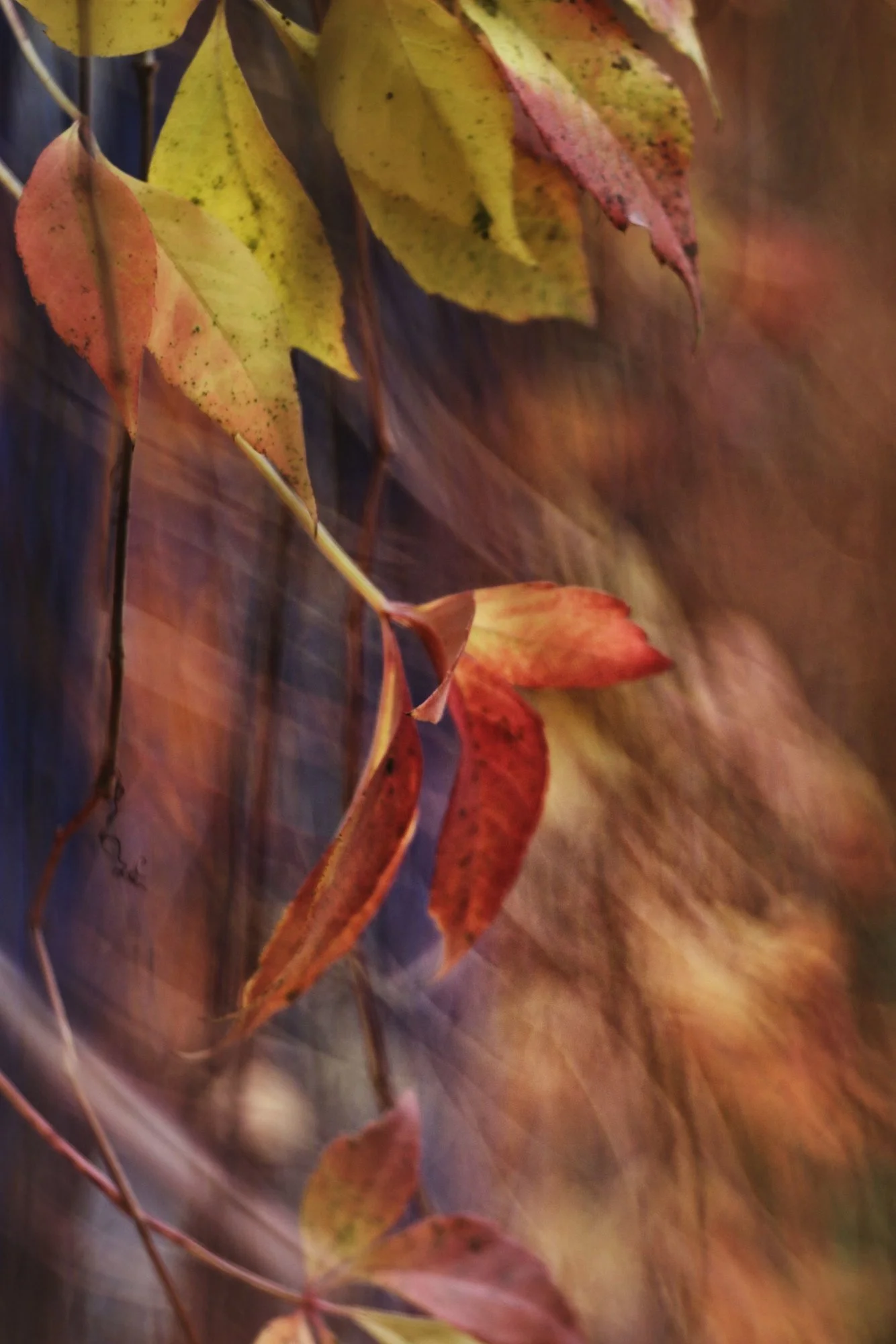 Herbst73.webp