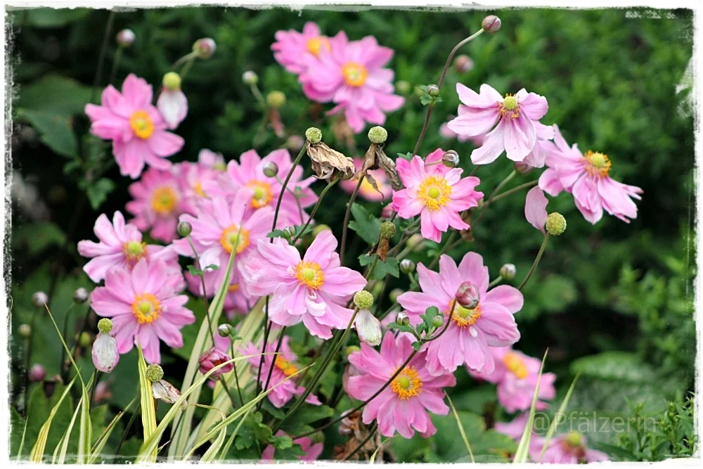 Herbstanemonen.webp