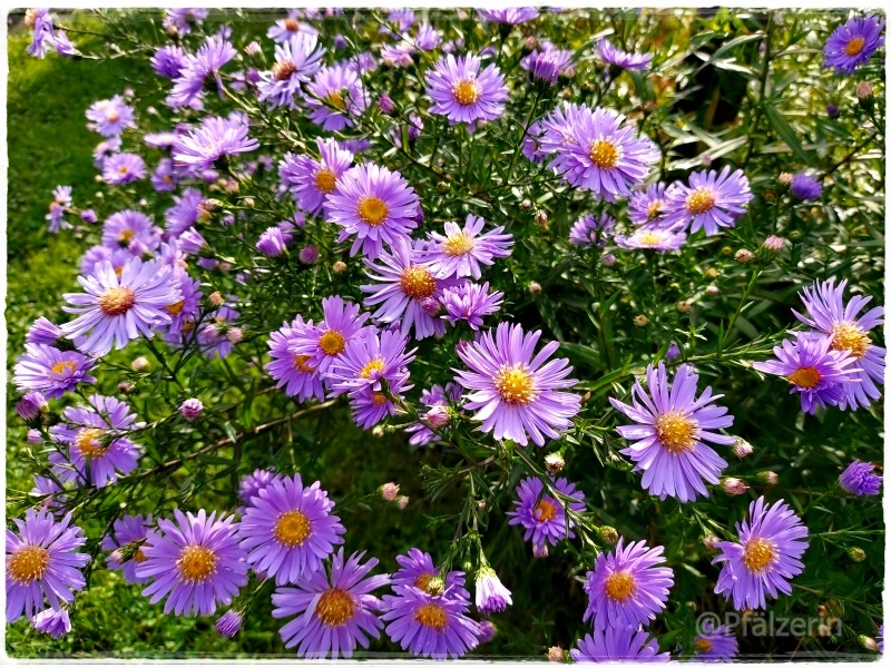 Herbstastern 2.webp