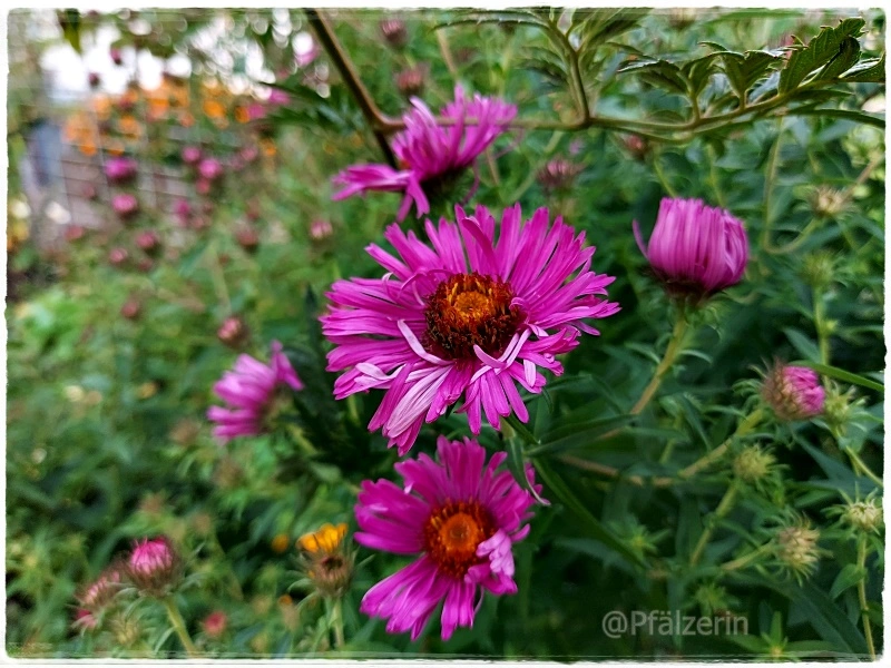 Herbstastern 3.webp