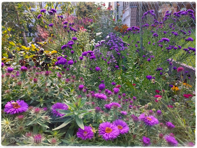 Herbstastern im Garten 3.jpg