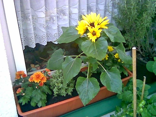Herbstblümchen.webp