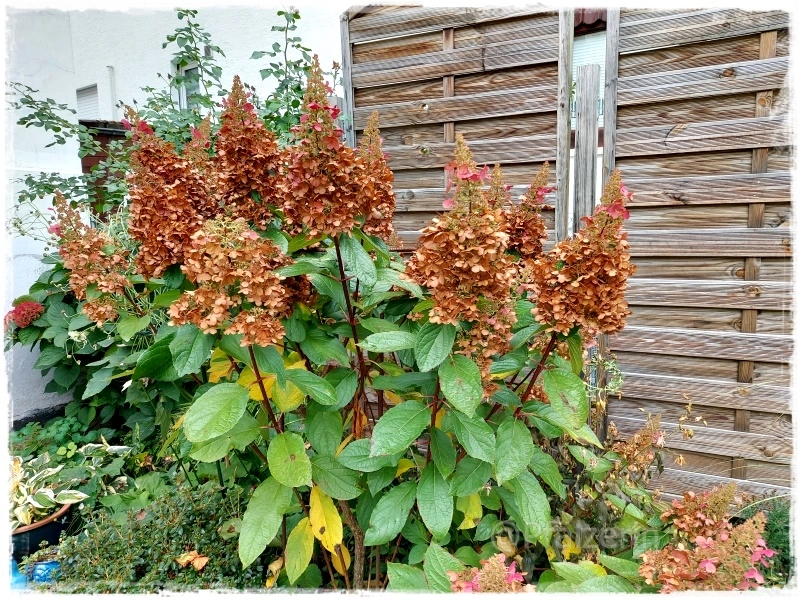 Herbstgarten 3.webp