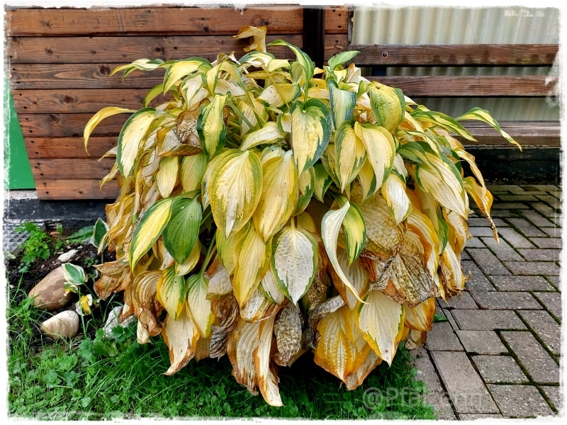 Herbstgarten 6.webp