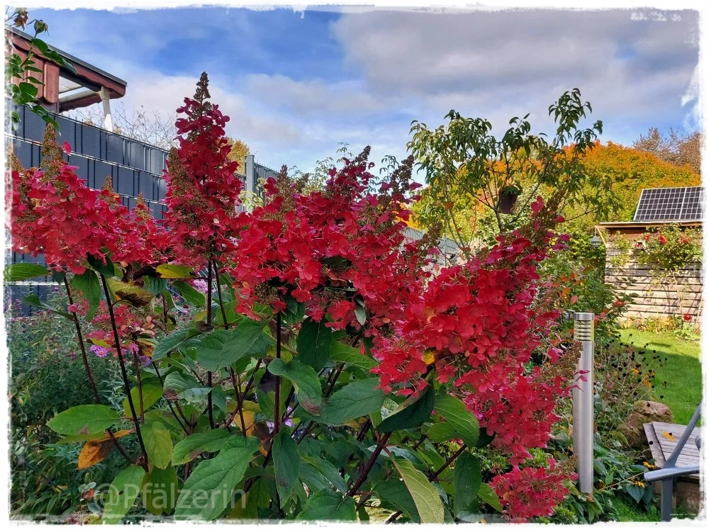 Herbstliche Farben im Garten 1.webp
