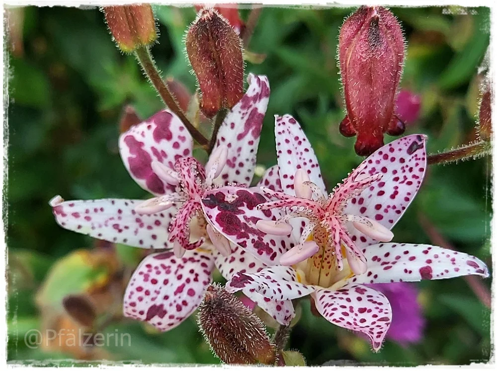 Herbstliche Farben im Garten 6.webp