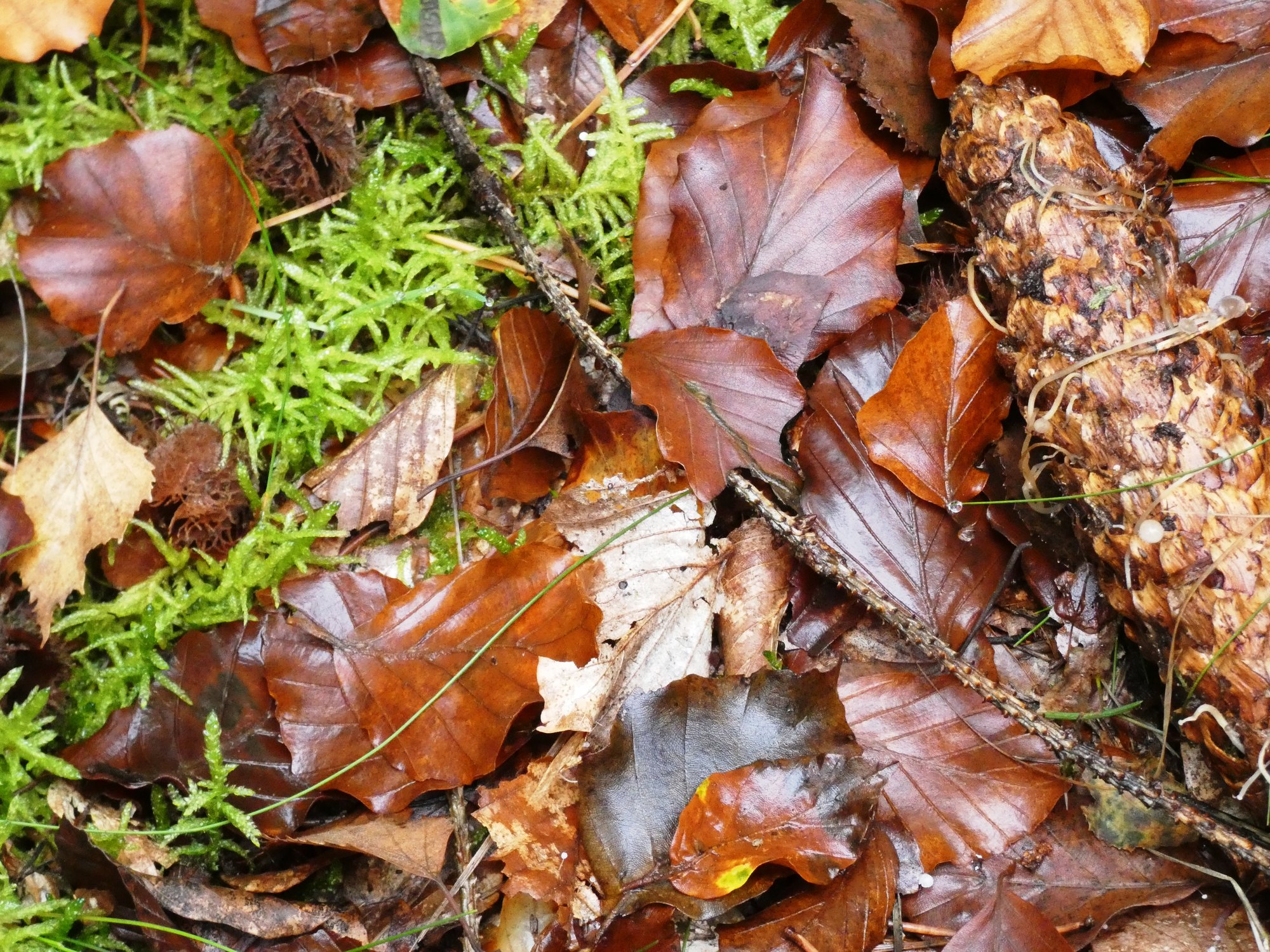 Herbststilleben1.JPG