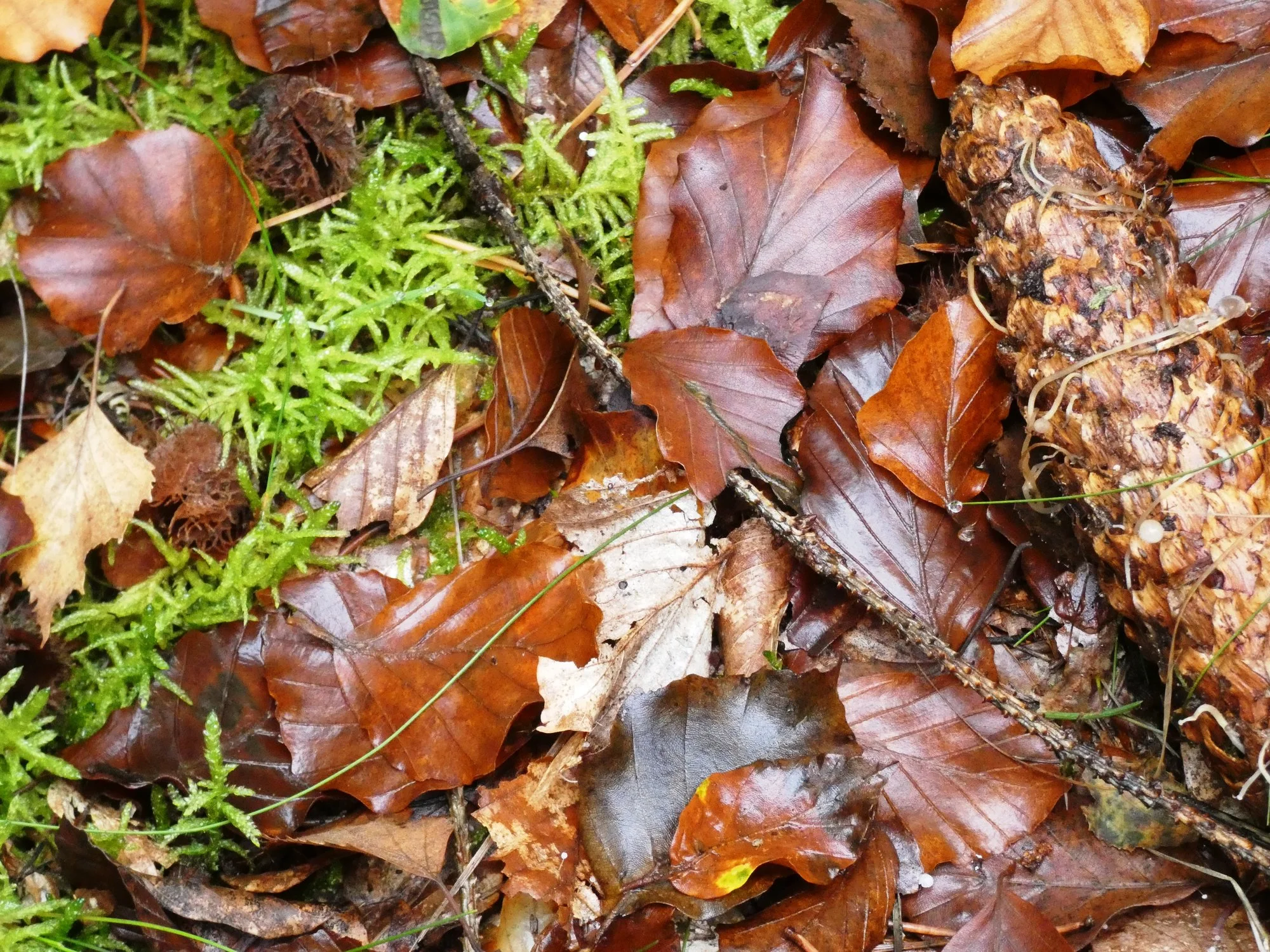Herbststilleben1.webp
