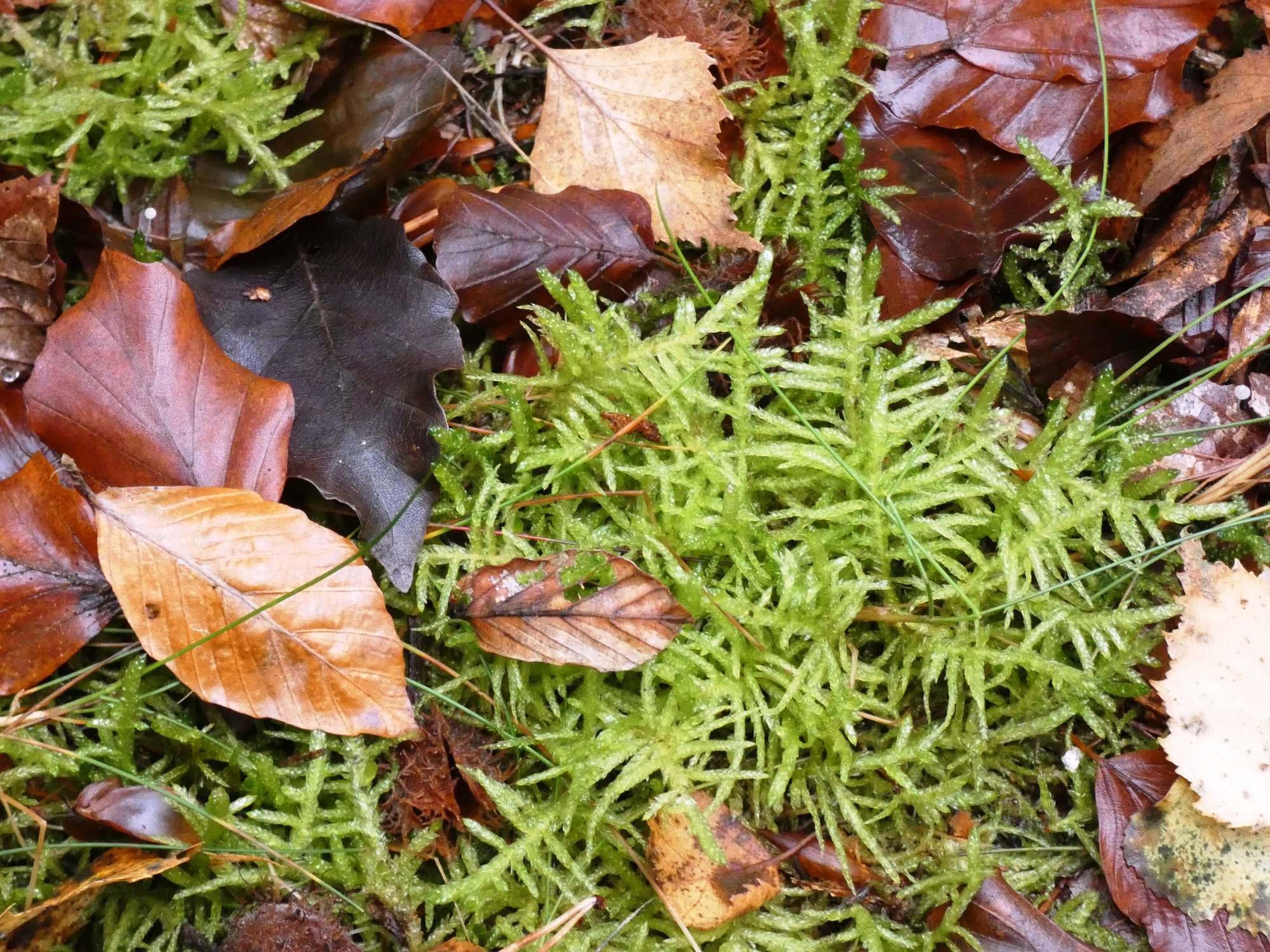 Herbststillleben.JPG