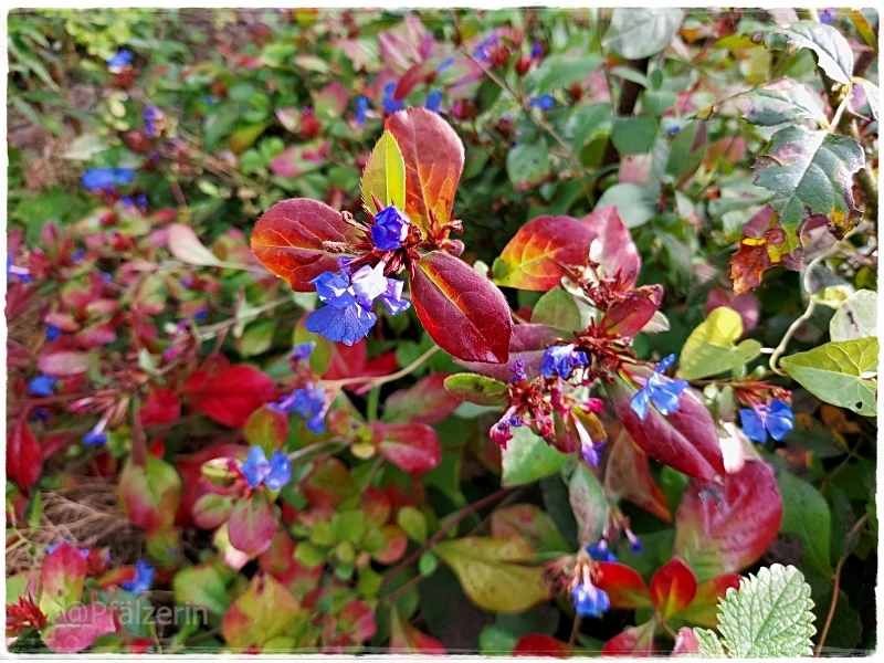 Herbstzauber 10.webp
