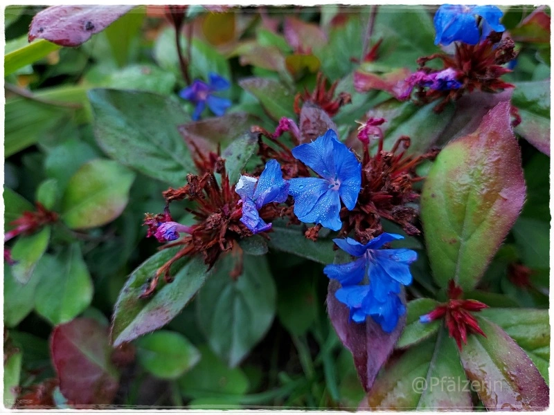 Herbstzauber 11.webp