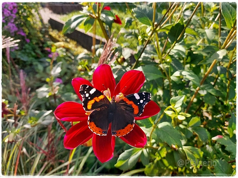 Herbstzauber 18.webp