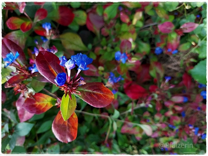 Herbstzauber 9.webp