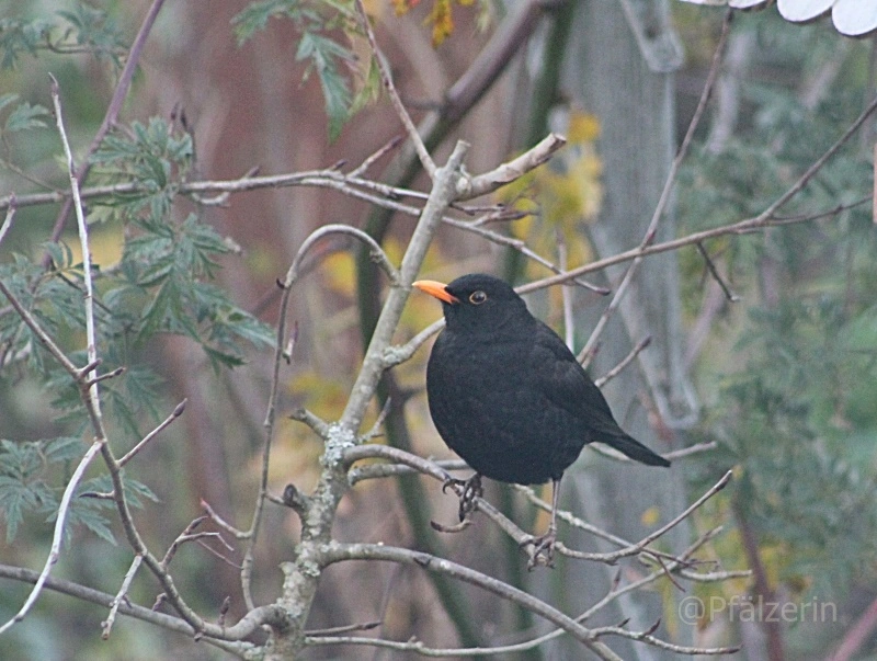 Herr Amsel 2.webp