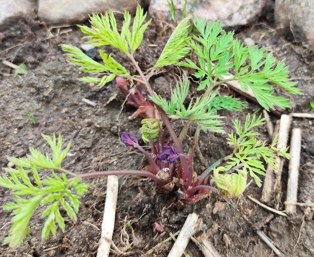 Herzblume.webp