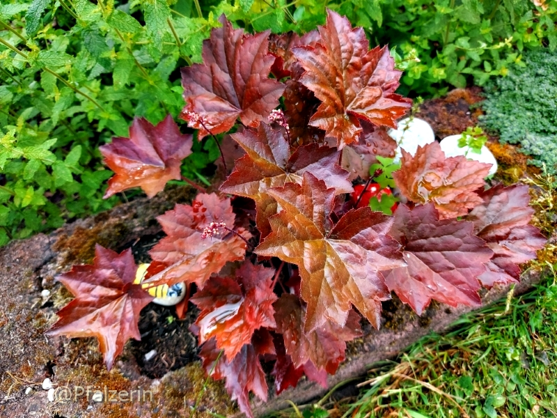 Heuchera 1.webp