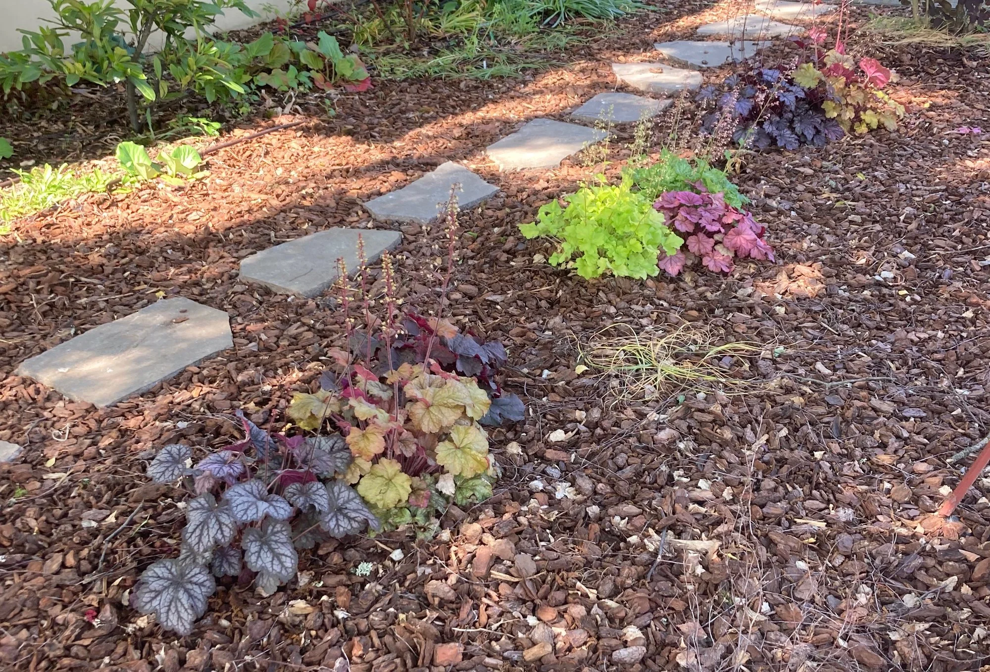 Heuchera unter Großbaum, Pinien-Decorrinde.jpg