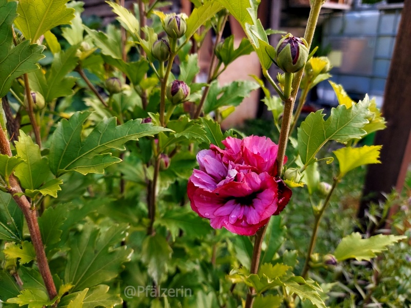 Hibiscus blüht auf.jpg